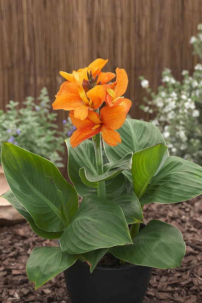 Giant Canna Flower Seeds Orange – Heirloom, Non-GMO, High Germination Seeds