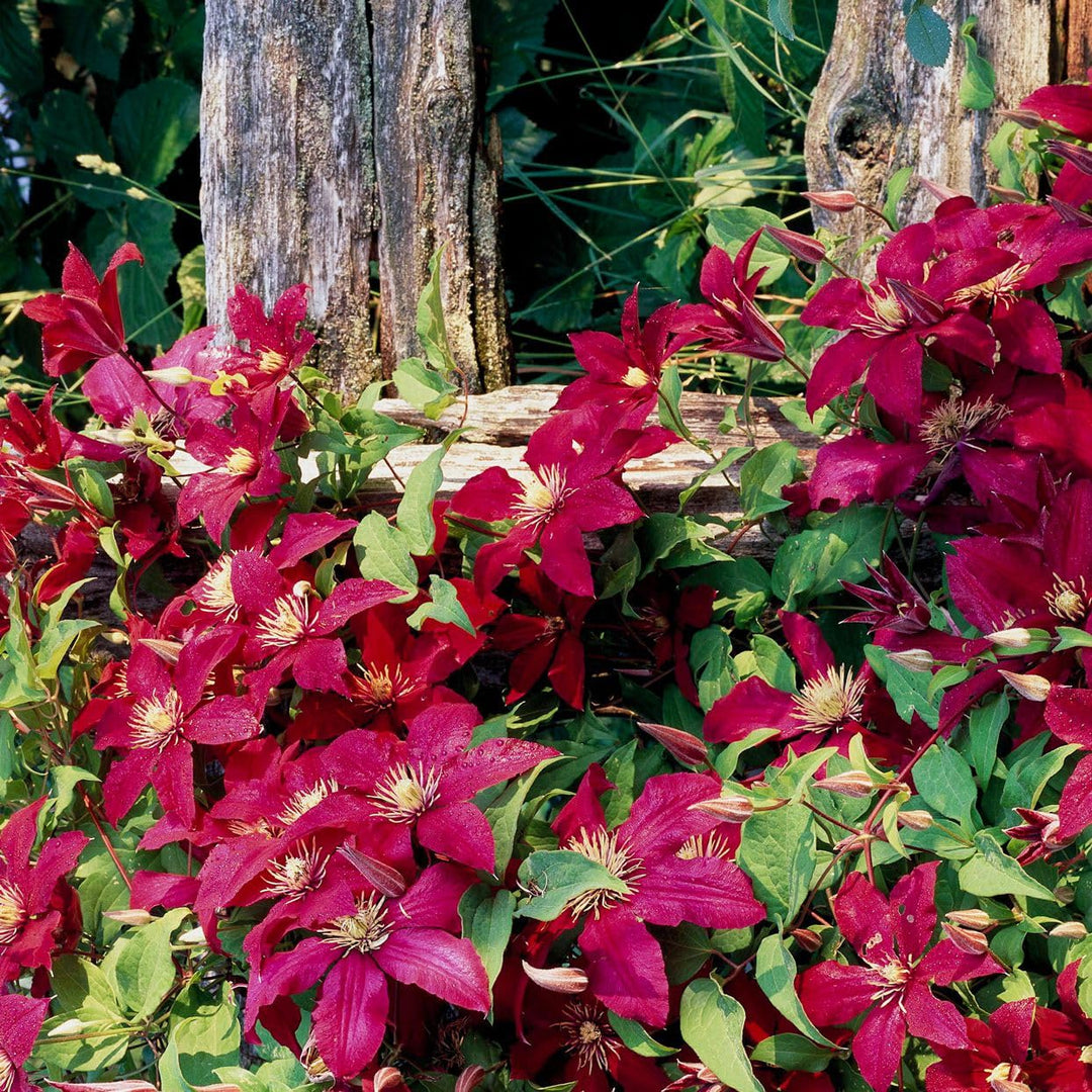 clematis flower flower seeds
