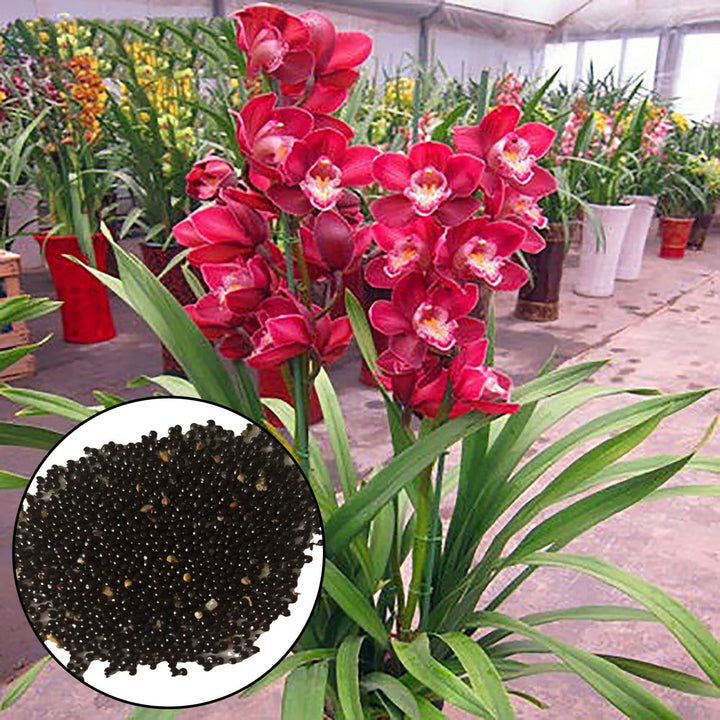 Rote Cymbidium-Blumensamen zum Pflanzen – Erbstück, gentechnikfrei, hohe Keimfähigkeit, Bio-Gartensamen