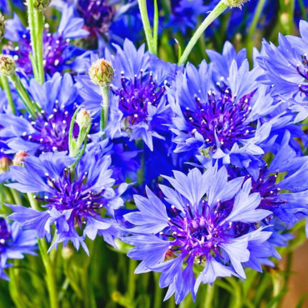 classic romantic flower seeds