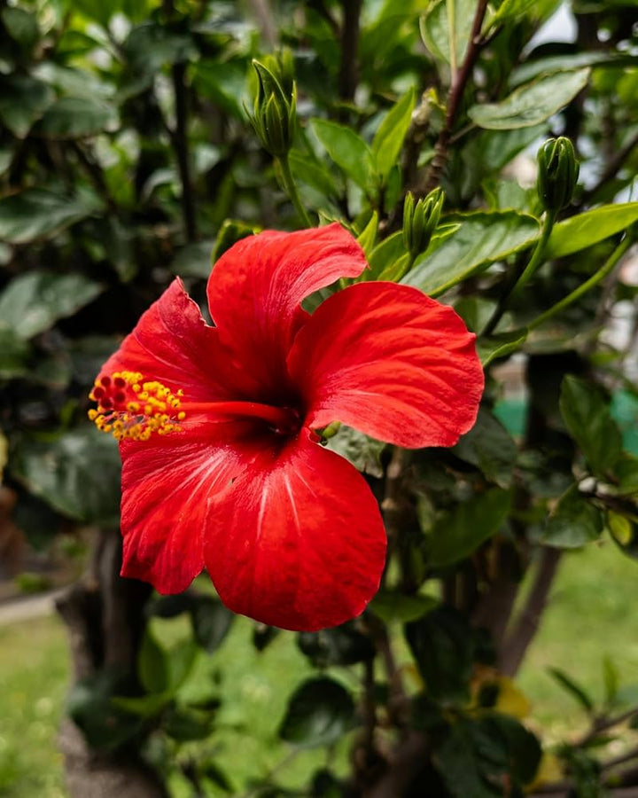 Red Blooming Hibiscus Flower Seeds – Heirloom, Non-GMO, High Germination Organic Garden Seeds