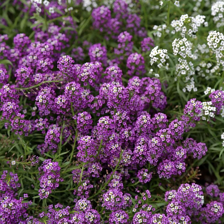 violet queen flower seeds