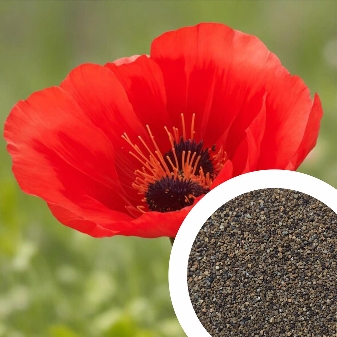 fresh imported flower seeds