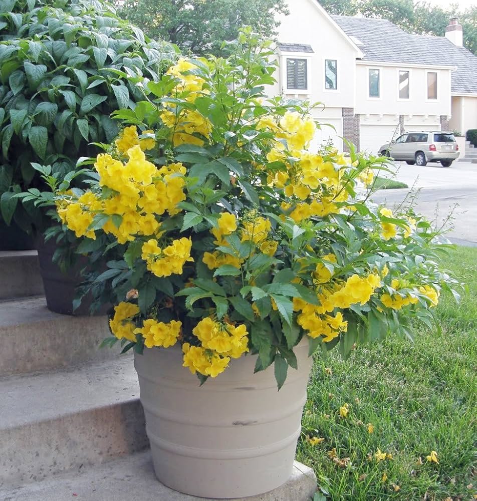 Yellow Esperanza Flower Seeds – Heirloom Non-GMO High Germination Organic Seeds