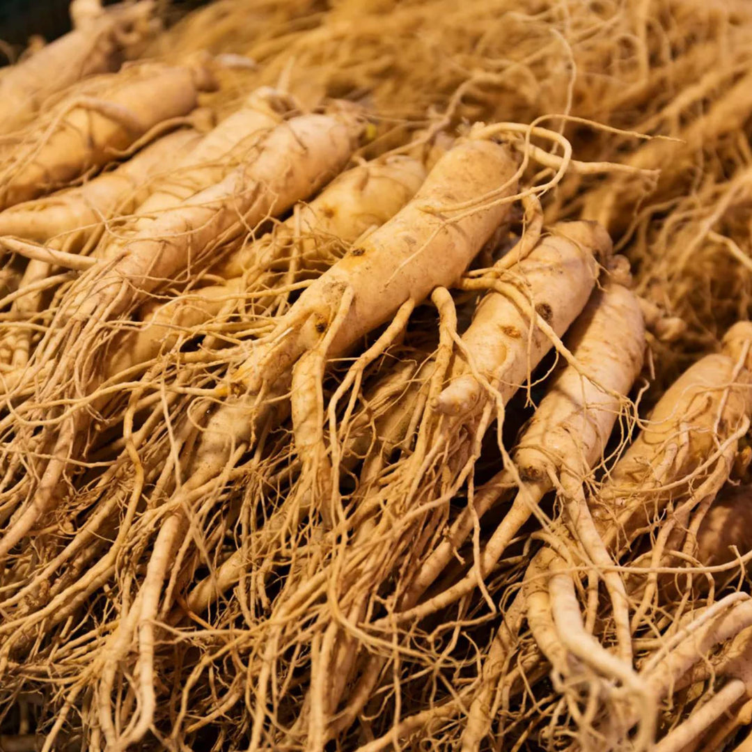 Korea Ginseng herb seeds