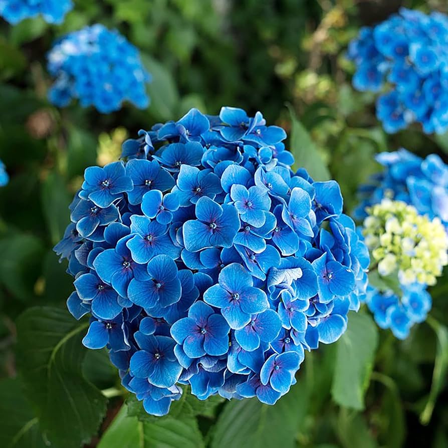 blue hydrangea flower seeds