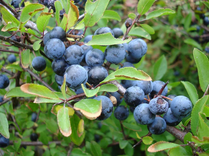 Blackthorn Fruit Seeds – Heirloom Non-GMO High Germination Organic Garden Seeds for Planting Hardy Tasty Fruits