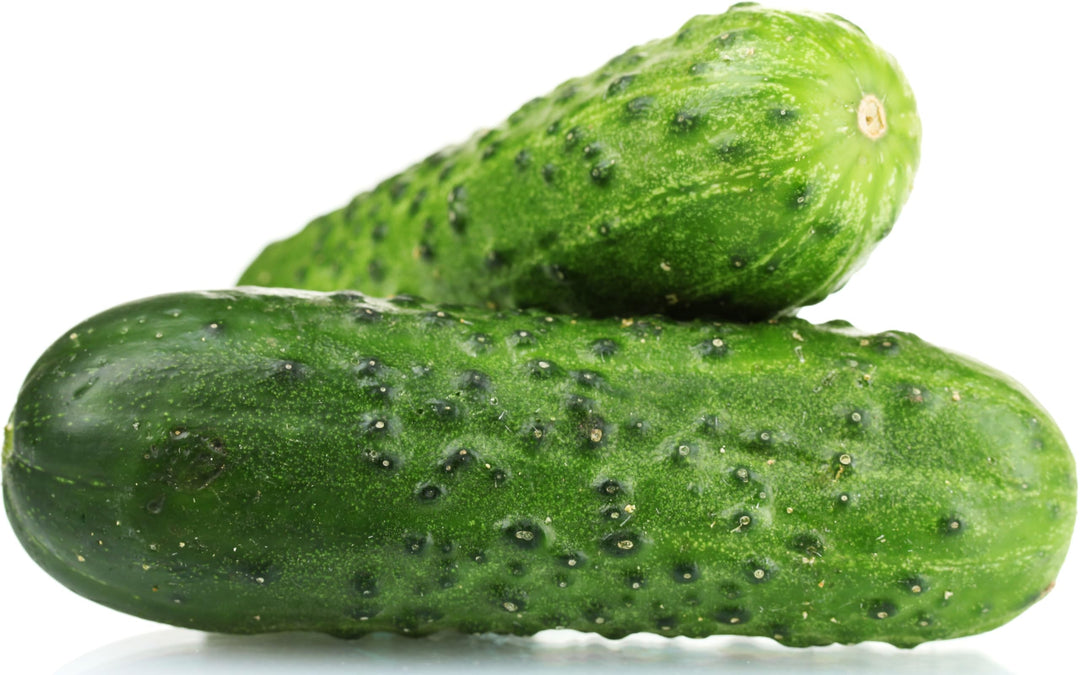 spacemaster cucumber flower seeds