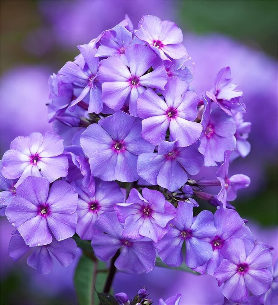 mountain phlox flower seeds
