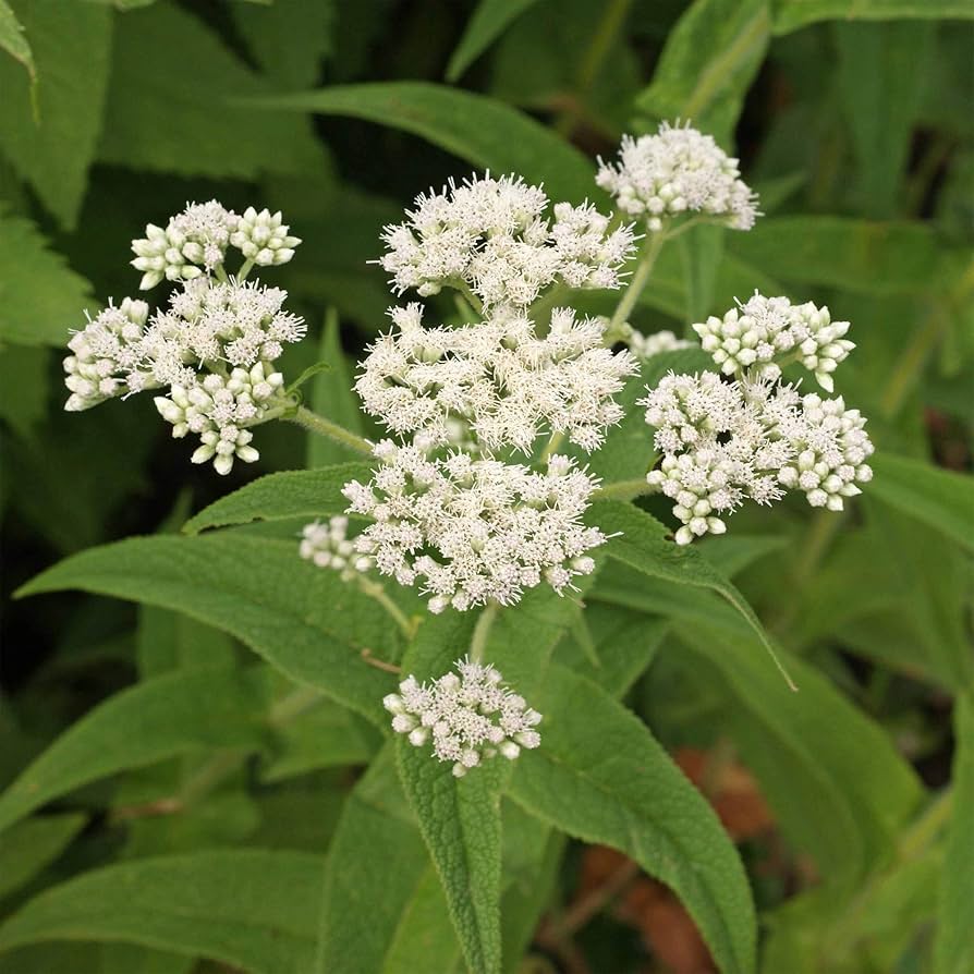 eupatorium boneset flower seeds