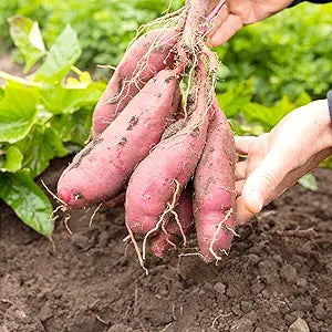 sweet potato flower seeds