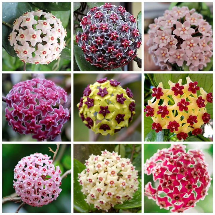 Hoya Carnosa Flower Seeds Mixed – Heirloom, Non-GMO, High Germination Seeds
