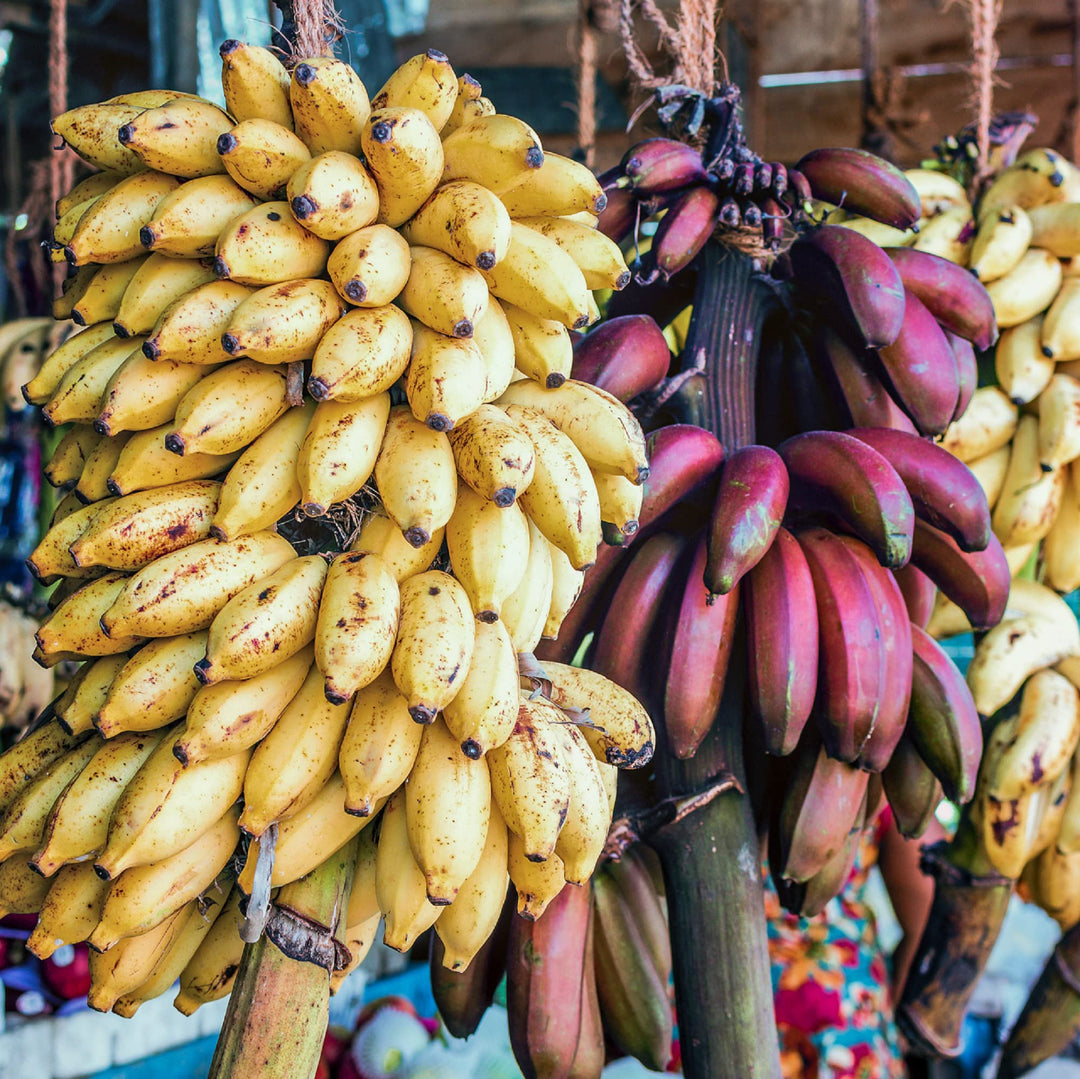 mixed banana flower seeds