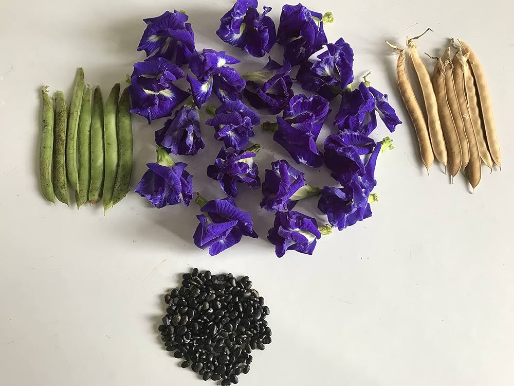 purple butterfly flower seeds