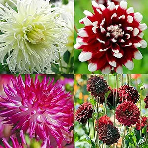mixed dahlia flower seeds