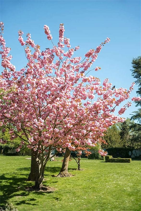 japanese sakura flower seeds