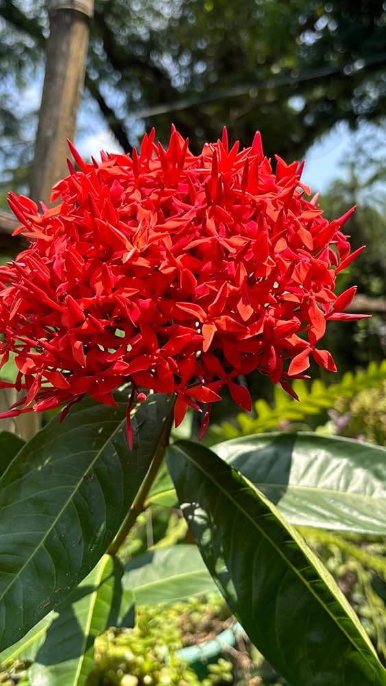 Ixora-Blumensamen Rot – Erbstück, gentechnikfrei, hochkeimfähig