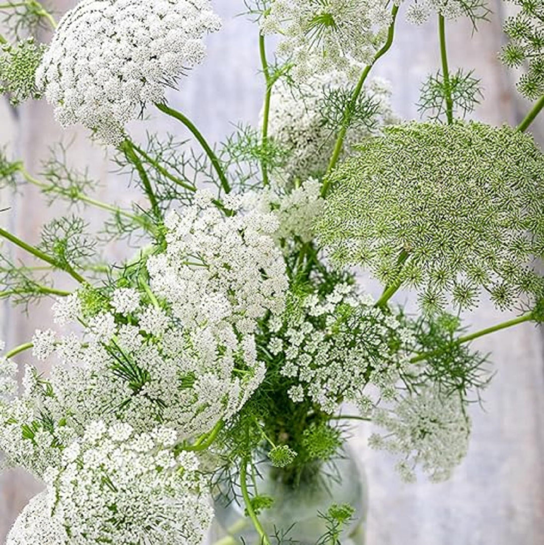 ammi majus flower seeds