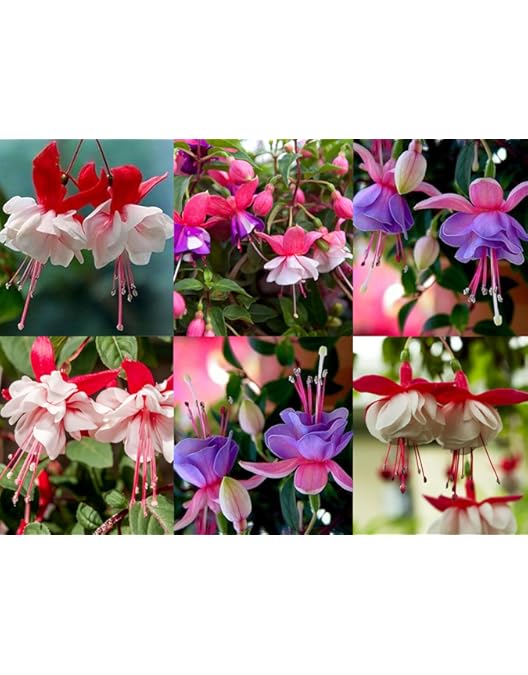 Fuchsia Flower Seeds Mixed – Heirloom, Non-GMO, High Germination Garden Seeds