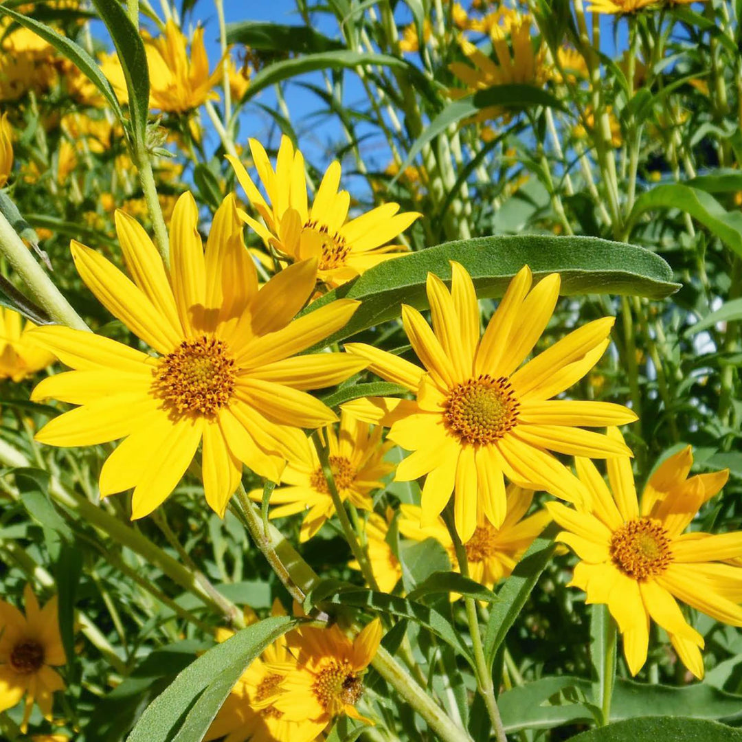 Maximilian Sunflower herb seeds