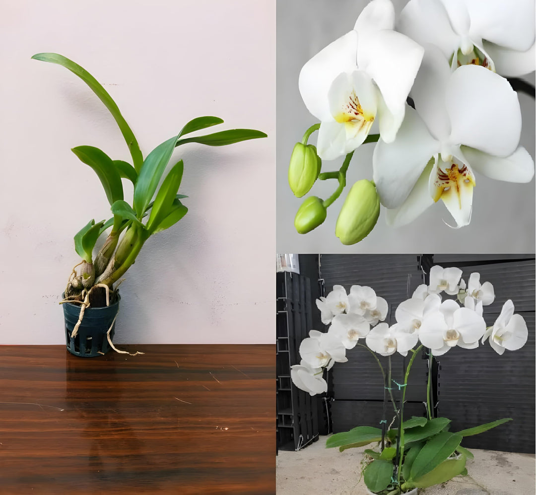 Phalaenopsis Orchid Flower Seeds for Planting