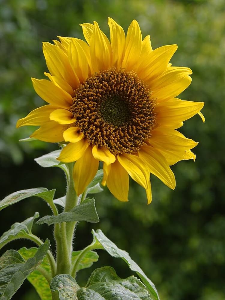 chianti sunflower flower seeds