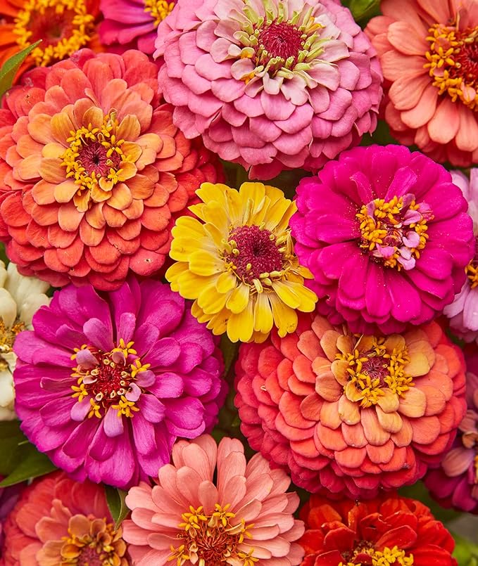 zinnia zinnia flower seeds