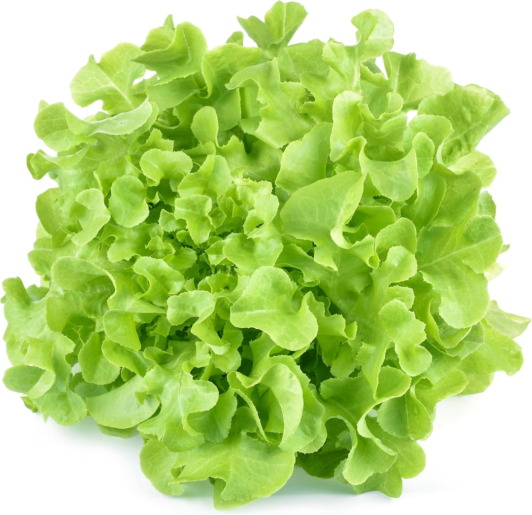 Oakleaf Lettuce herb seeds