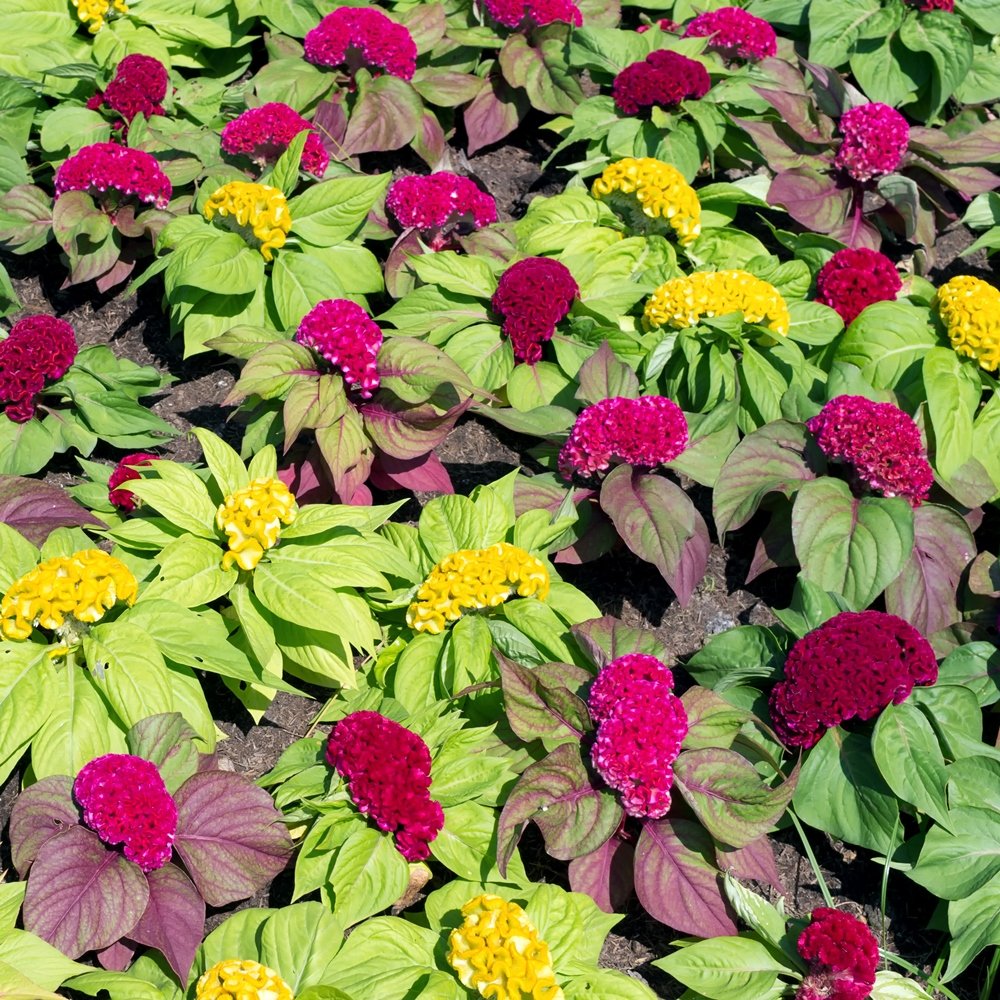 cockscomb celosia flower seeds