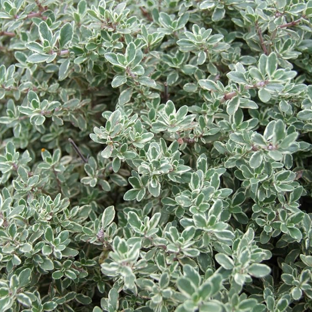 medicinalandediblearomaticplantsthymusvulgarisheirloomnongmohighgerminationorganicgarden flower seeds