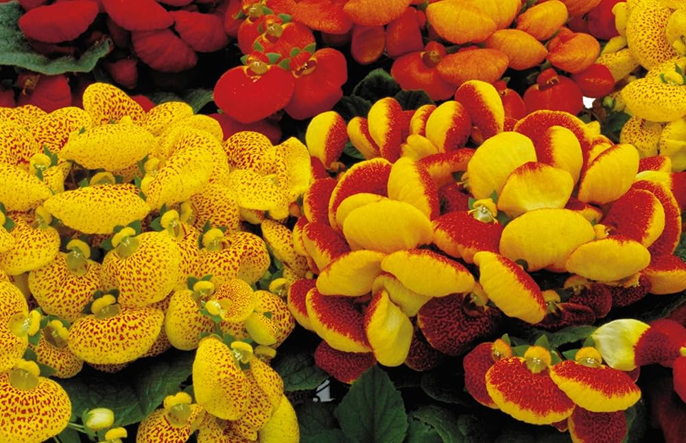 Calceolaria Herbeohybrida Flower Seeds – Heirloom, Non-GMO, High Germination Organic Seeds