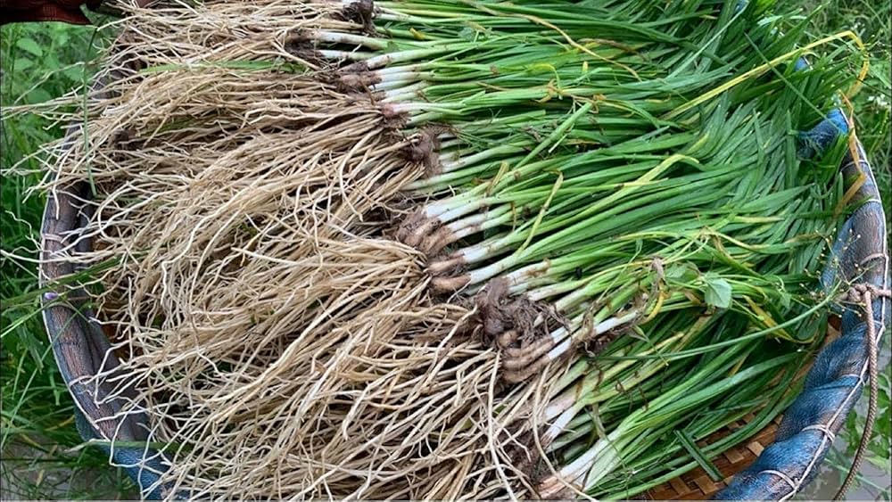 Chinese Garlic herb seeds