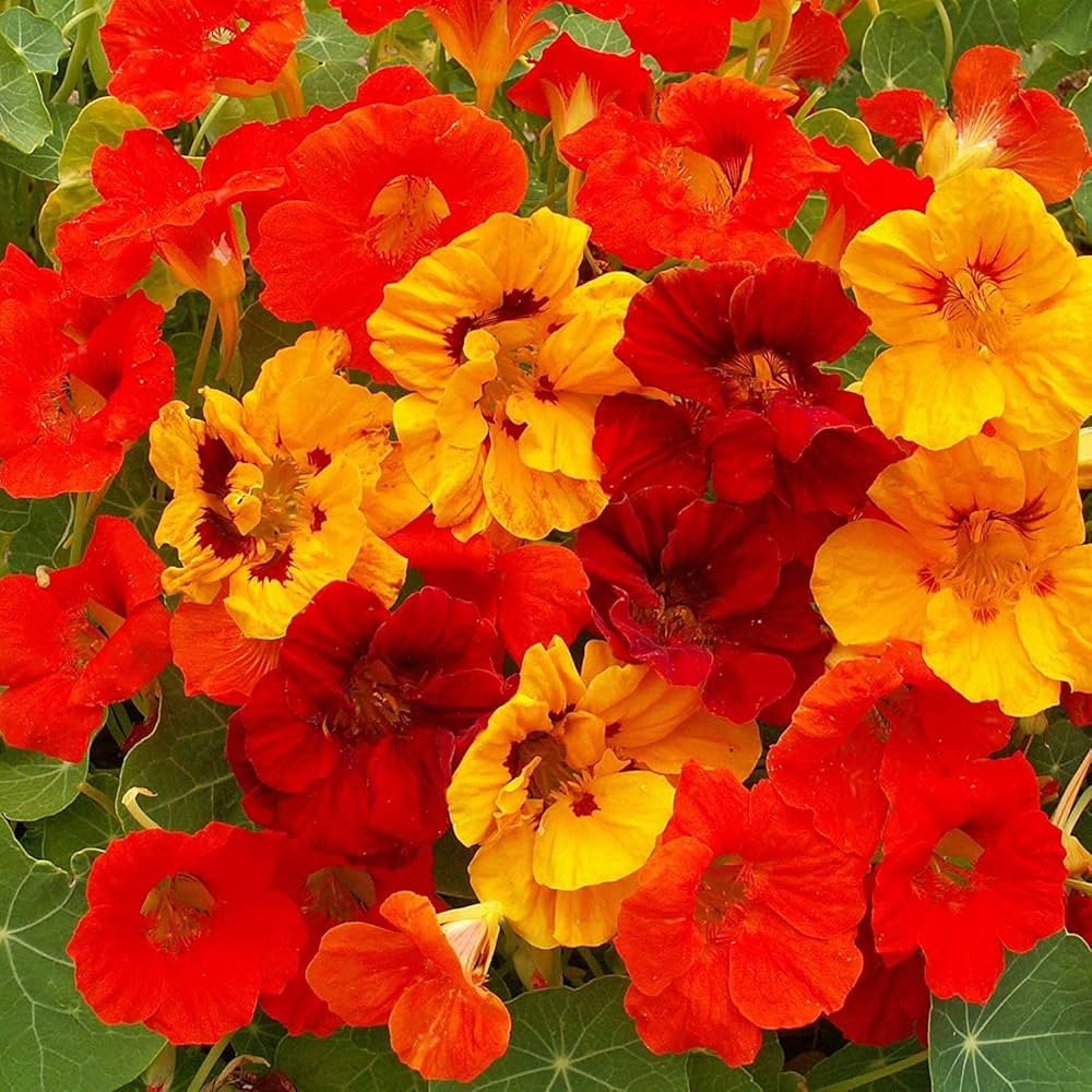 nasturtium flower flower seeds