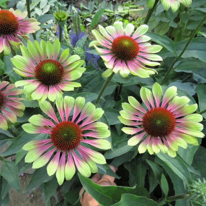 Echinacea Flower Seeds Pink Green – Heirloom Non-GMO High Germination Seeds