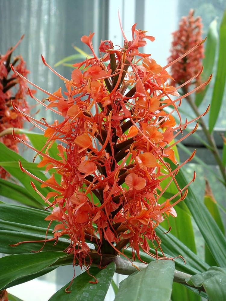 Orange Hedychium Flower Seeds – Heirloom, Non-GMO, High Germination Seeds