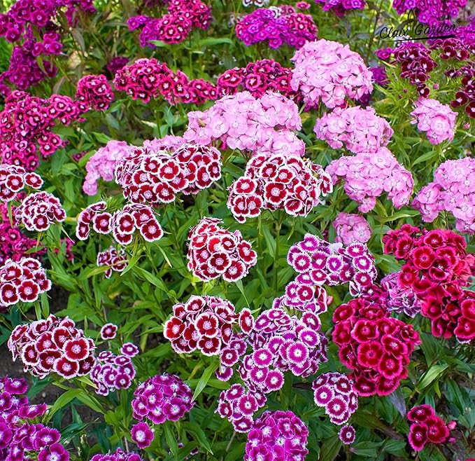 dianthus barbatus flower seeds