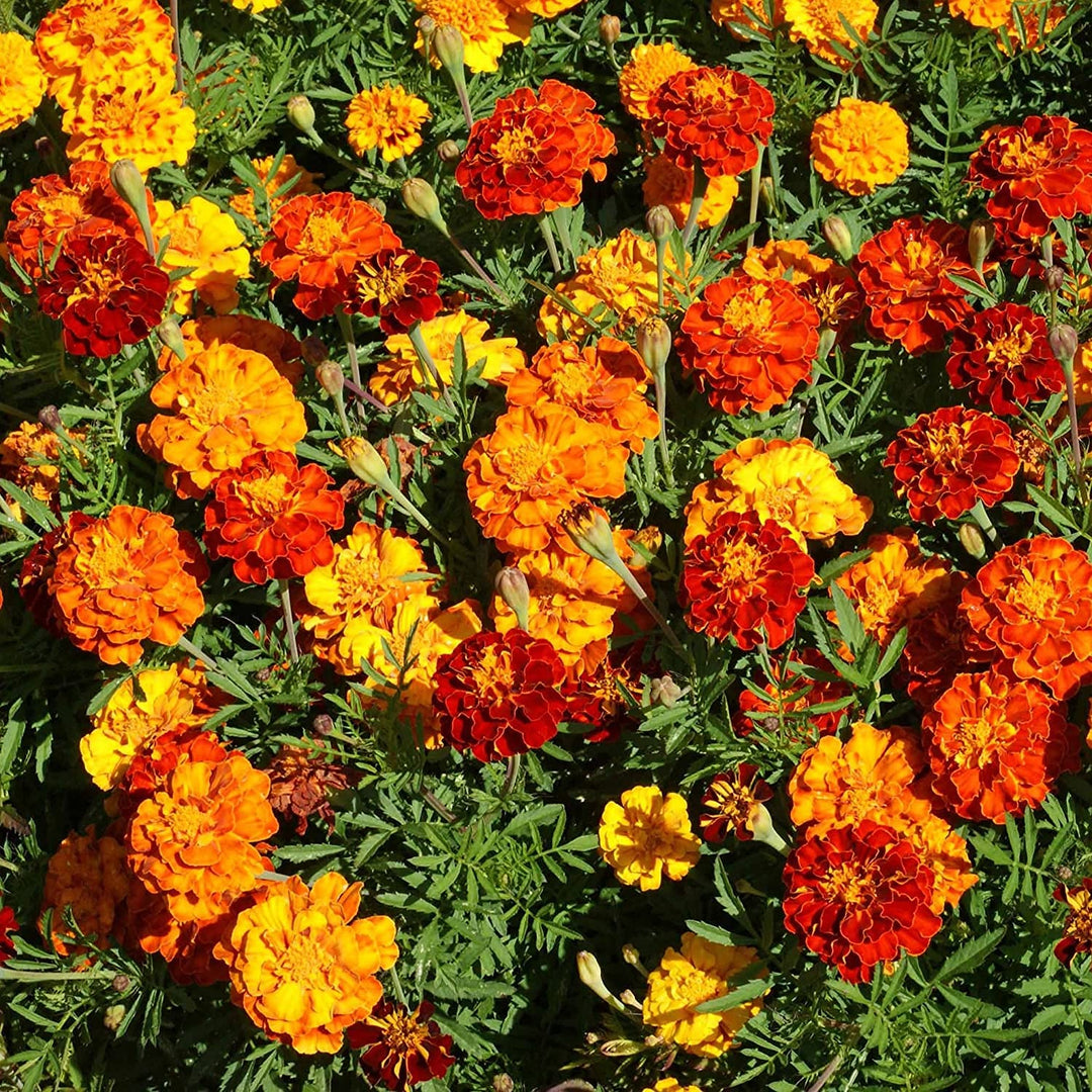 marigold samen flower seeds