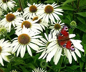 white white flower seeds