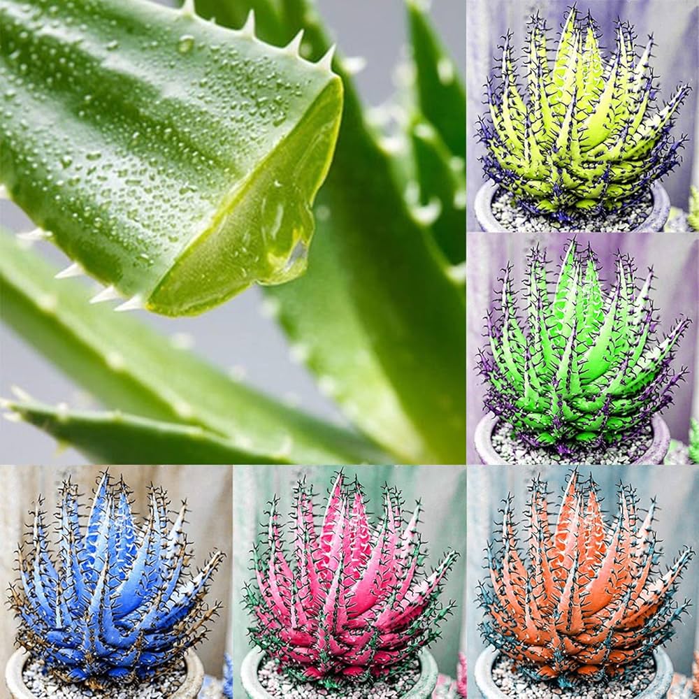 Fresh Edible herb seeds