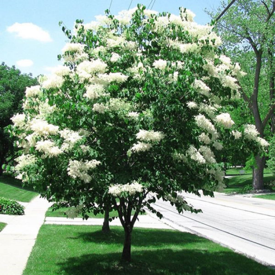 japanese lilac flower seeds