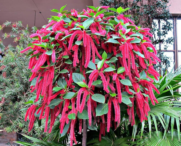 Acalypha Flower Seeds Red for Planting – Heirloom Non-GMO High Germination Organic Garden Seeds