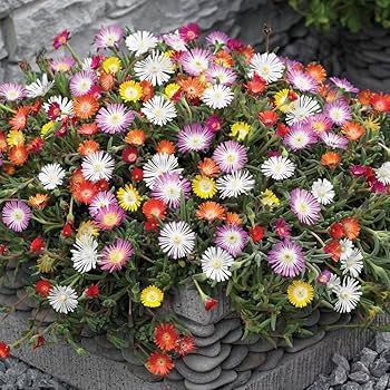 Ice Flower Seeds – Heirloom, Non-GMO, High Germination Seeds for Planting