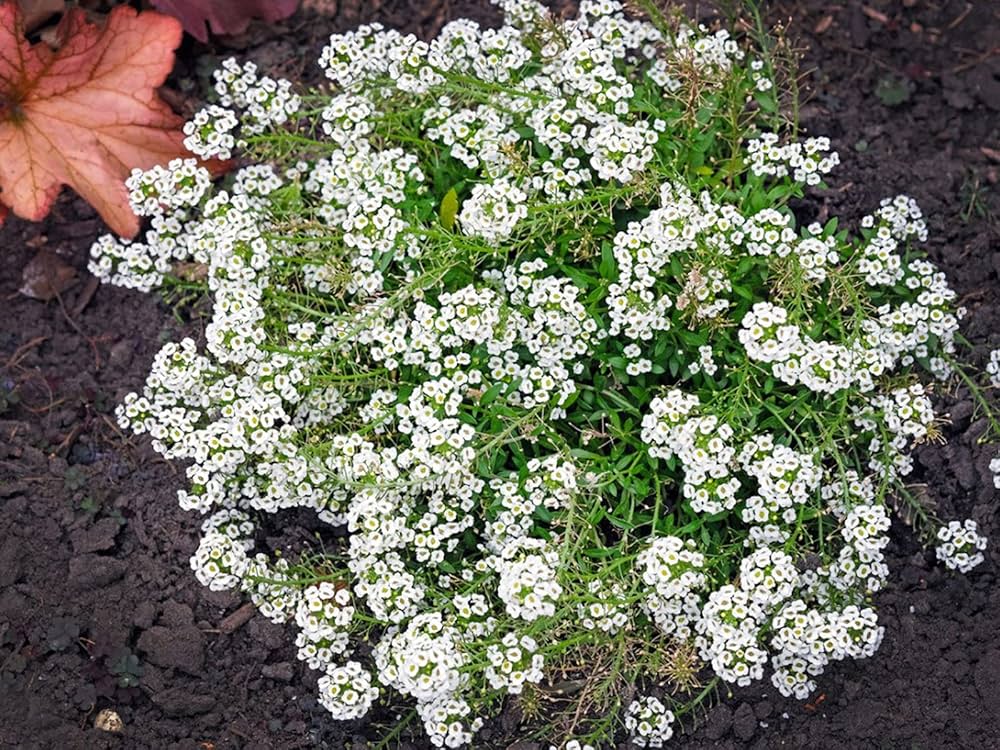 reale tappeto flower seeds