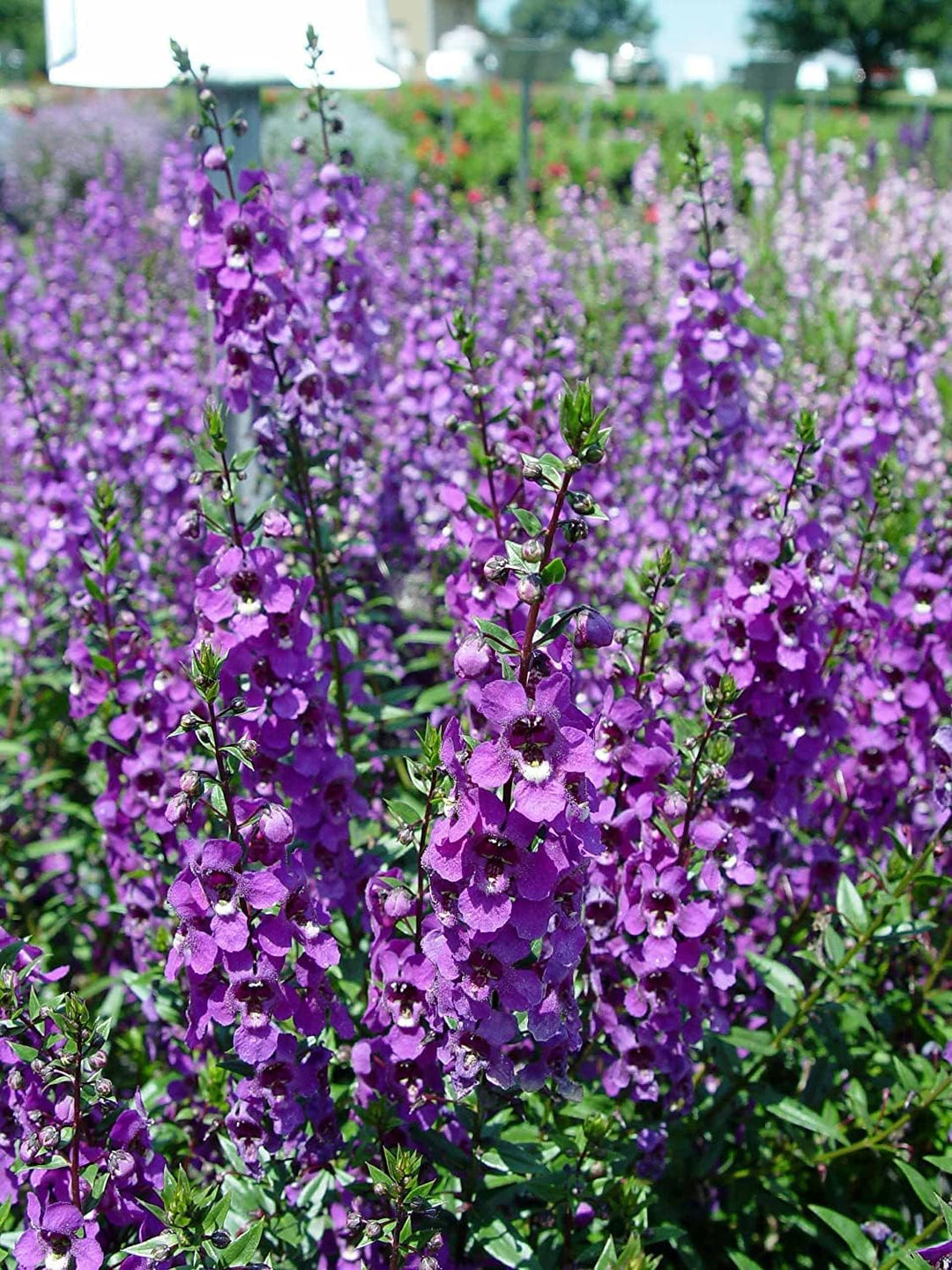 angelonia flower flower seeds