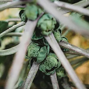Long Island herb seeds