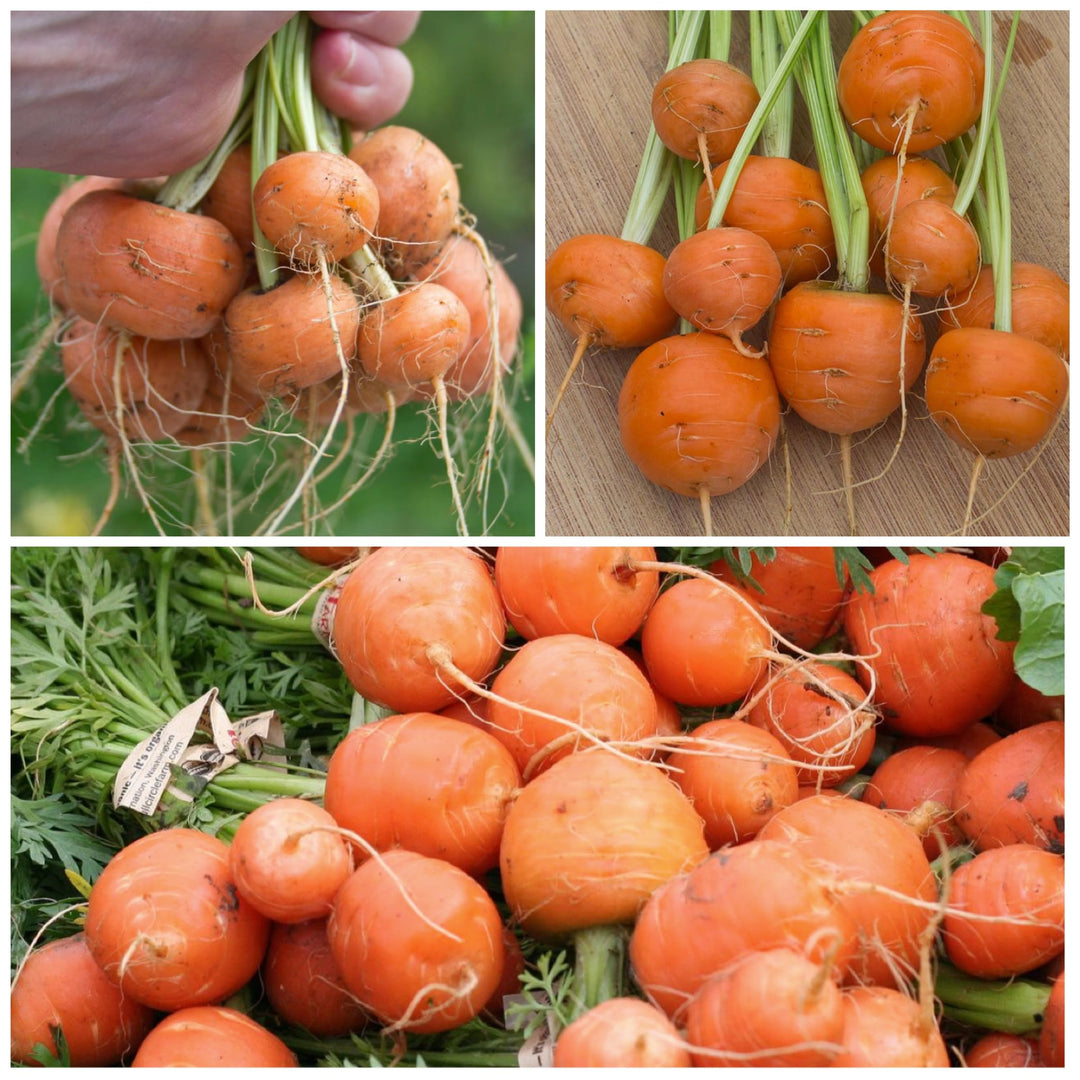 paris carrot flower seeds