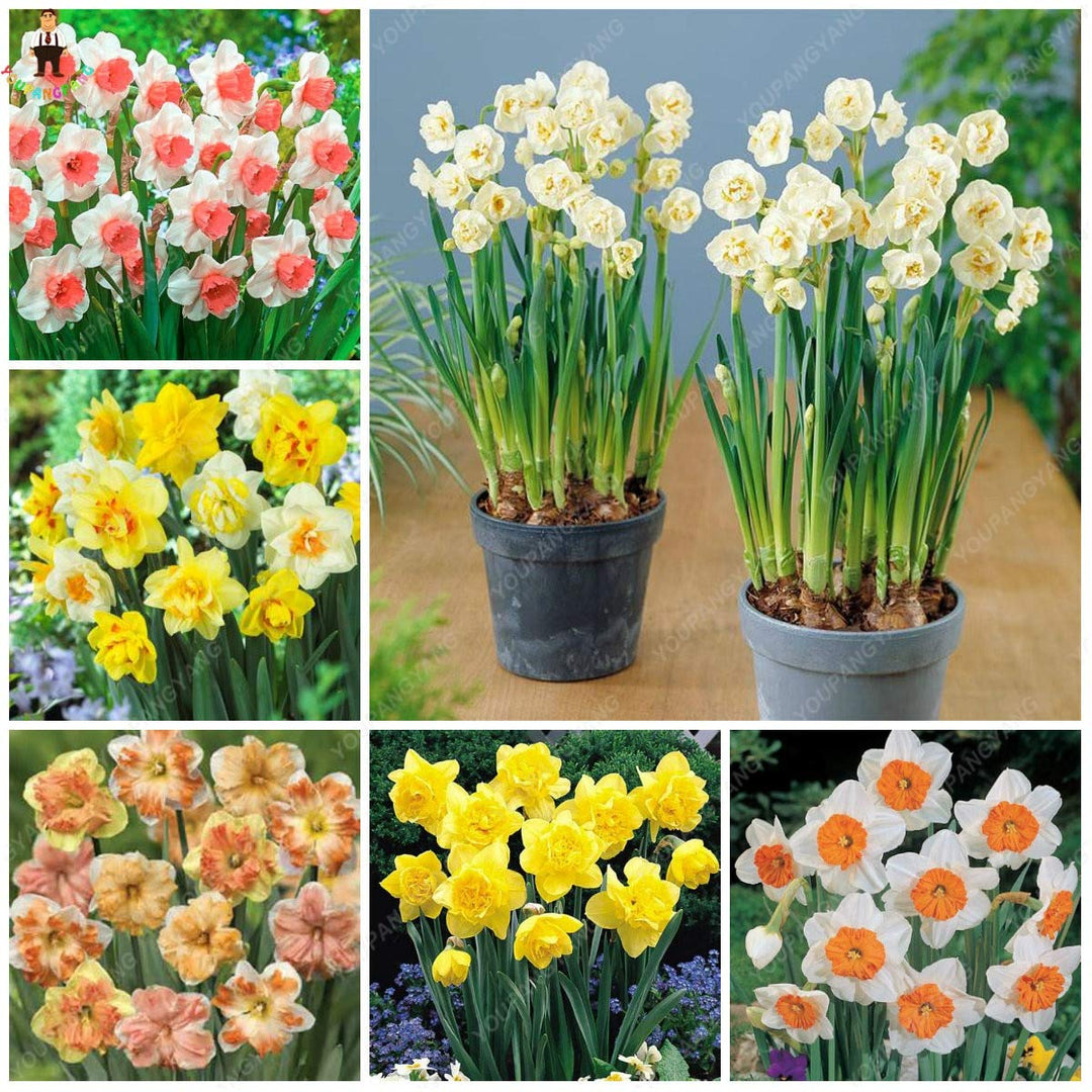pink narcissus flower seeds