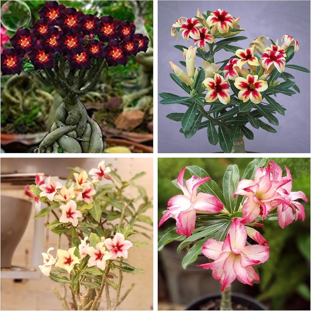 Mixed Adenium Obesum Flower Seeds – Heirloom, Non-GMO, High Germination Seeds
