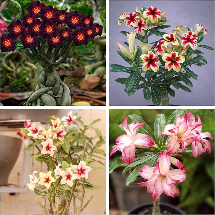 Mixed Adenium Obesum Flower Seeds – Heirloom, Non-GMO, High Germination Seeds