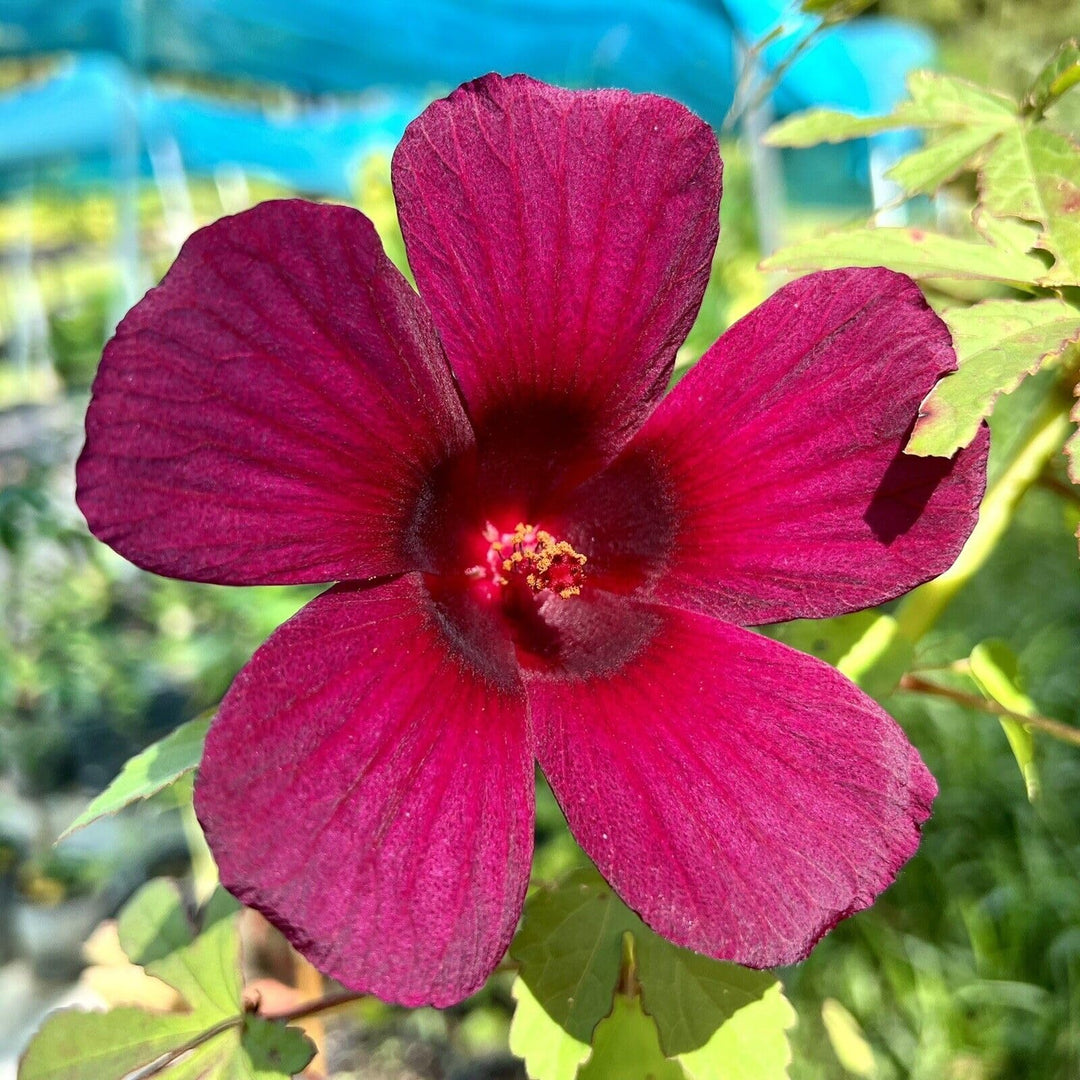 Red Roselle Hibiscus Seeds for Planting